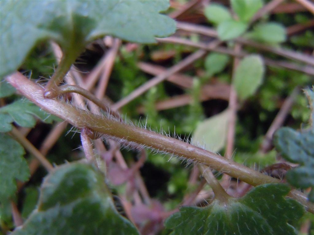 Veronica cymbalaria